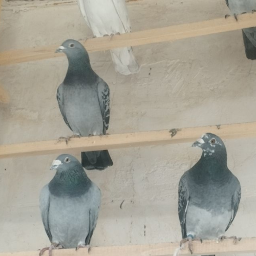 کبوتر پلاکی