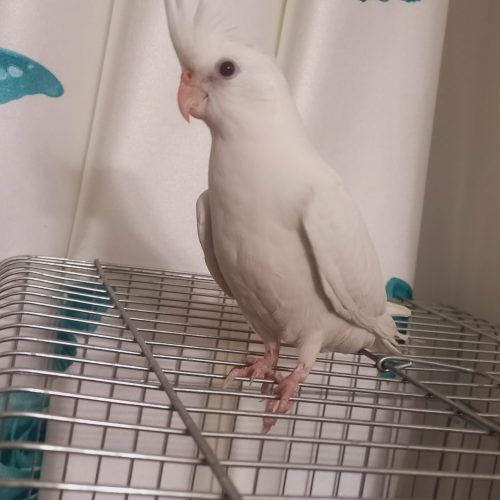 طوطی البینو زیر قیمت