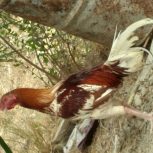 مرغ فروشی محلی