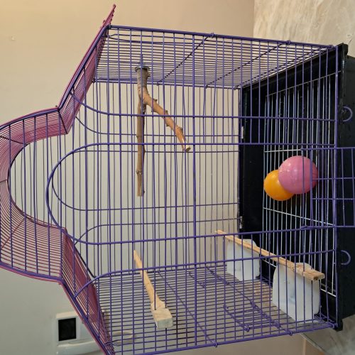 قفس طوطی برزیلی