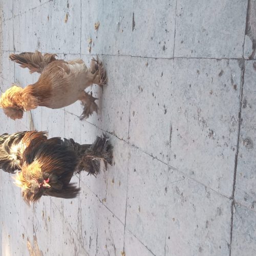 خروس ومرغ سلطان  جوان