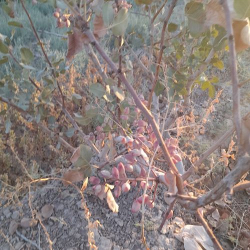 درخت پسته پر بار