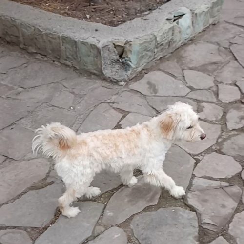سگ پاکوتاه