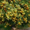 فروش زمین روستایی مسکونی کشاورزی  سند تک برگ
