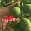 نهال گردوژنوتیپ برتر دیرگل مقاوم به سرماویخبندان