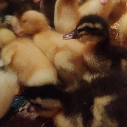 جوجه اردک پکنی نژاد آنکونا شهر سرخس