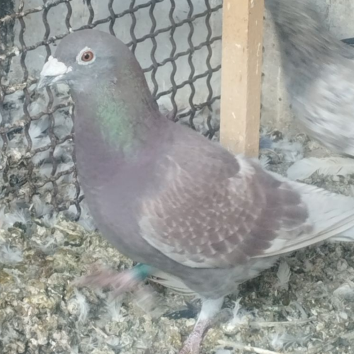 کبوتر پلاکی