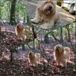 شیتزو تریر نر