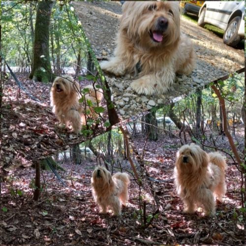 شیتزو تریر نر