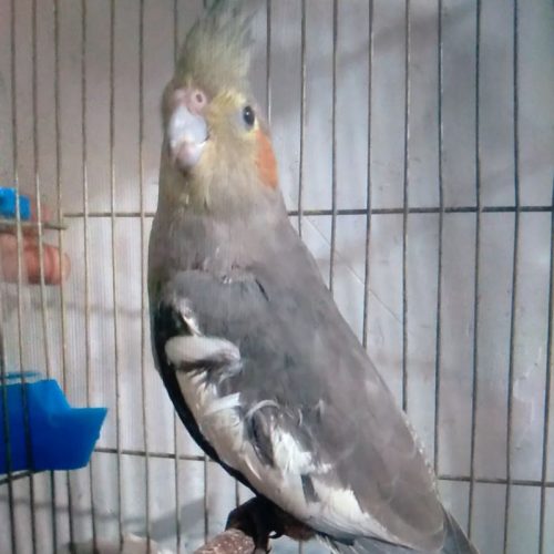 یک جفت عروس هلندی نر