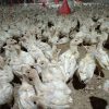 جوجه بوقلمون بیوتی