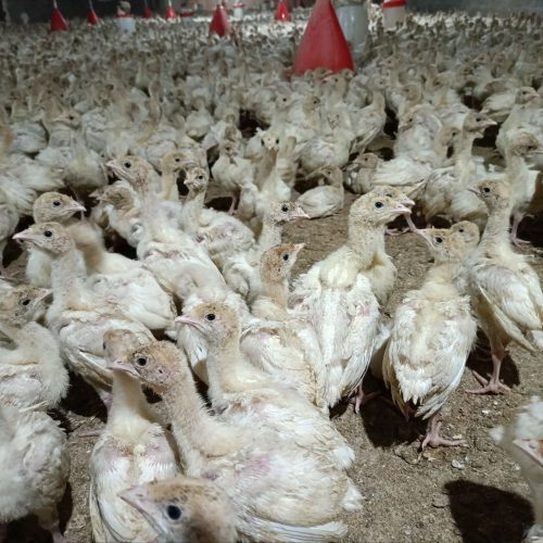 جوجه بوقلمون بیوتی