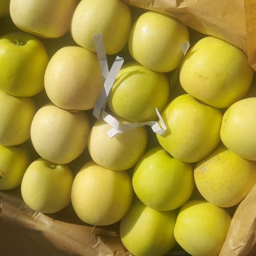 نهالستان باغداران پیشرو