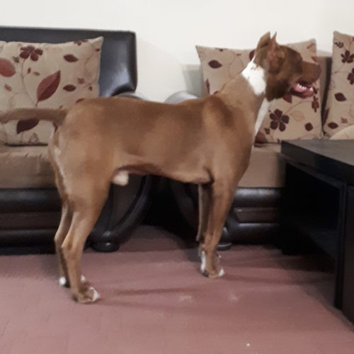 سگ نژاد اَمریکن پیت بول تریر ، 8 ماهه