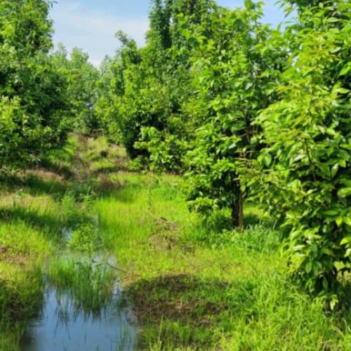 فروش باغ ویلا