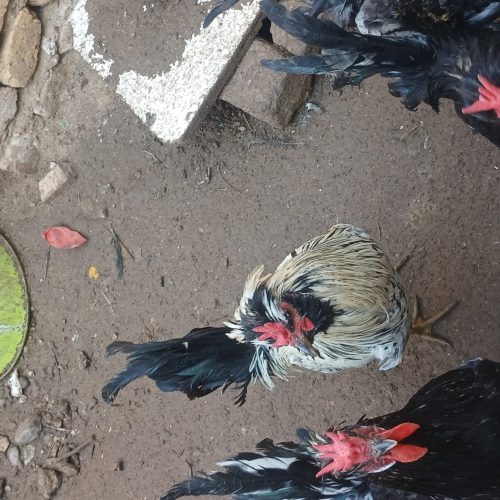 فروش 10 خروس مرندی و کاکولی
