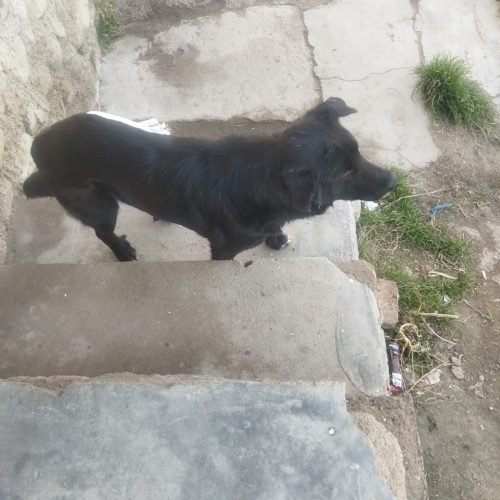 به فروش میرسد