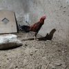 فروش‌خروس‌لاری