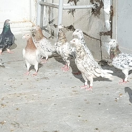 کبوتر یا کفتر