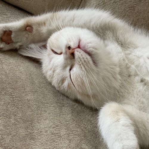 گربه اسکاتیش3ماهه