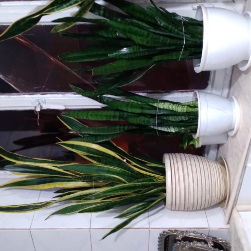 گل سانسوریا