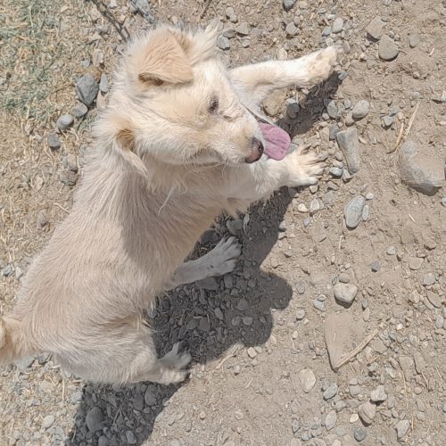 سگ نر