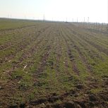 زمین کشاورزی