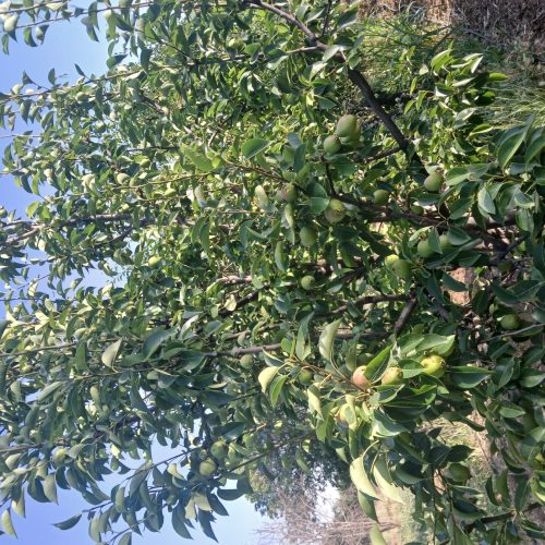 باغ میوه یک هکتار