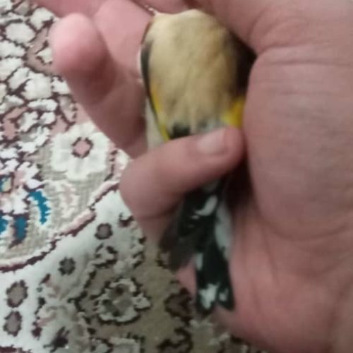 خ ریدار این نوع سهره