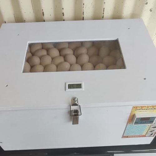 دستگاه جوجه کشی