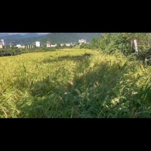 زمین کشاورزی و مسکونی فروشی