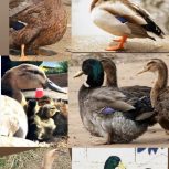 جوجه اردک پکنی نژاد آنکونا شهر سرخس