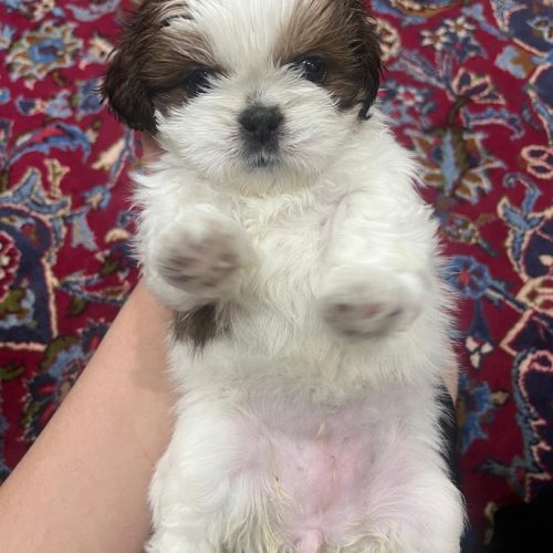 سگ شیتزو سوپر فلت