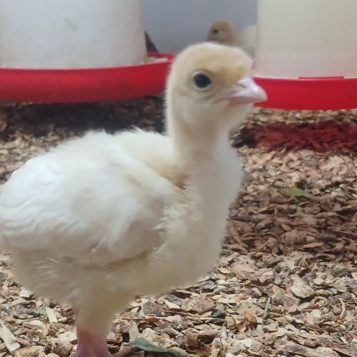جوجه بوقلمون بیوتی و برنز جوجه مرغ لوهمن