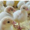 جوجه بوقلمون بیوتی و برنز جوجه مرغ لوهمن