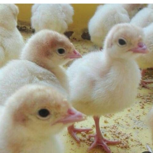 جوجه بوقلمون بیوتی و برنز جوجه مرغ لوهمن