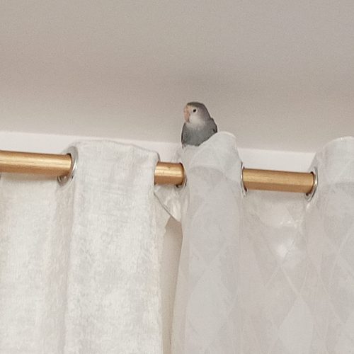 یک طوطی برزیلی سرحال و بالغ صحبت درحد چند کلمه ماده