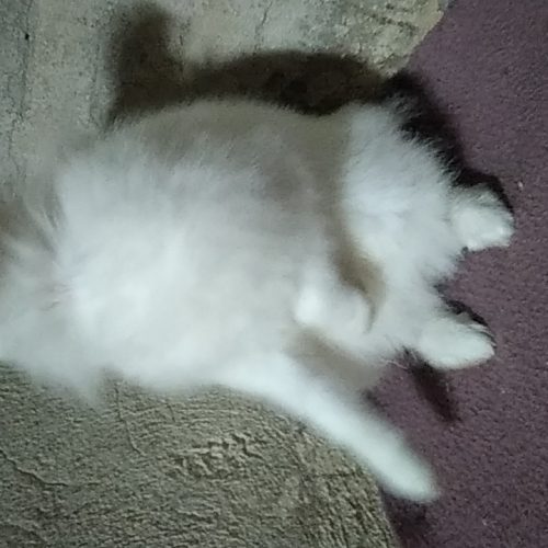 خرگوش نژاد آلبینو