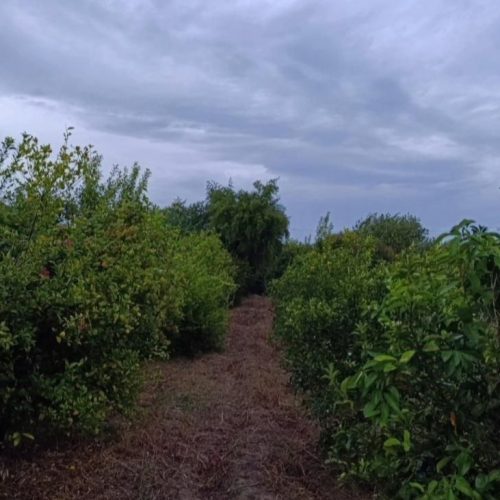 باغچه 800متری