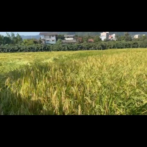 زمین کشاورزی و مسکونی فروشی