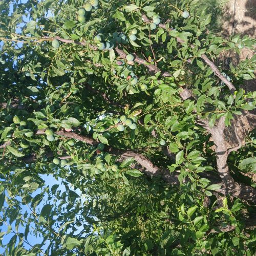 باغ میوه یک هکتار