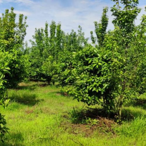 فروش باغ ویلا