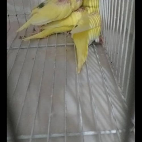 جفت مرغ عشق باجوجه وتخم