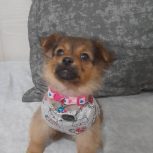 پامر اشپیتز