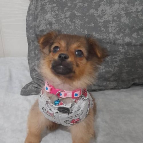 پامر اشپیتز