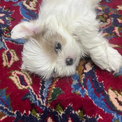 سگ شیتزو سوپر فلت