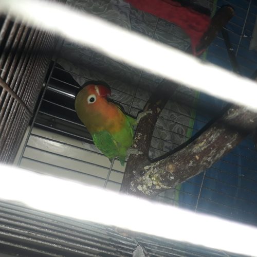 طوطی برزیلی