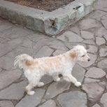سک پاکوتاه