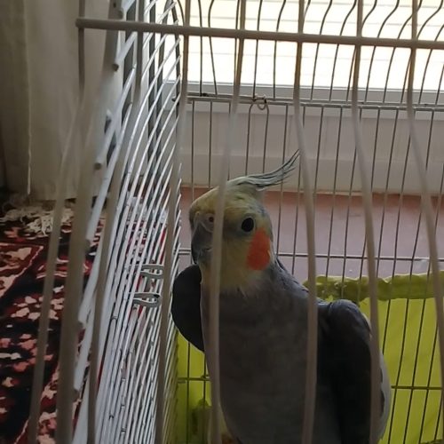 عروس هلندی سخنگو