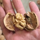 گردوی خارجی امسالی سوپر لوکس